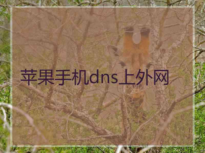 苹果手机dns上外网